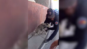 Porco à solta leva a perseguição insólita nos EUA 