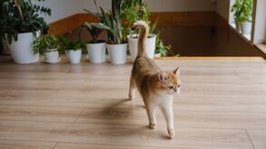 É verdade que os gatos são mais ativos durante a noite? Vamos desvendar este mito