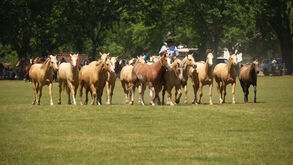 Cavalos e património são os protagonistas do Dia da Tradição da Argentina