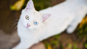 Raros, autênticos e cheios de personalidade. Eis as 5 raças mais raras de gatos do Mundo