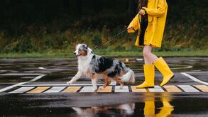 Poças à vista! Como proteger o pelo e as patas do seu cão nos dias de chuva