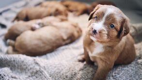 Um perfume irresistível. Descubra porque o cheiro dos cachorrinhos é tão apelativo para os humanos