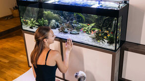 Está com dúvidas sobre ter peixes como animais de estimação? Aqui estão 5 vantagens em ter um aquário!