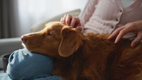 Há já bastante investigação a mostrar que os cães conseguem detetar algumas doenças