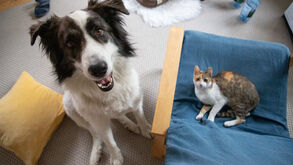 Registo eletrónico de animais ganha reforço de 300 mil euros no Orçamento de Estado