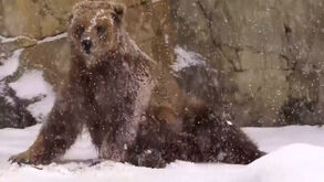 Animais do zoo de Chicago divertem-se com o primeiro nevão da época
