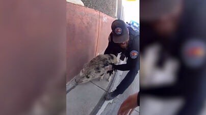 Porco à solta leva a perseguição insólita nos EUA 