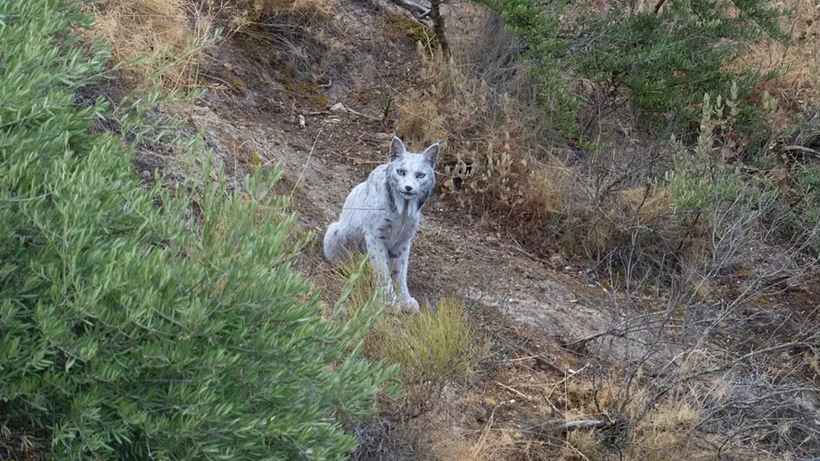 Um momento raro! Um Lince-ibérico branco foi fotografado em Espanha