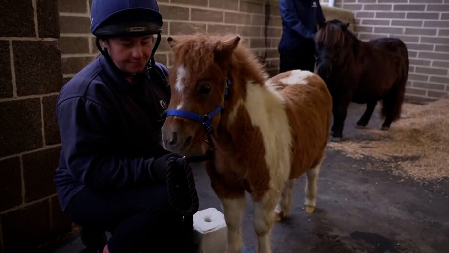 Animal está na lista para adoção