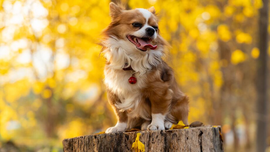 Os parasitas nunca tiram férias. Estes são os 7 mais comuns durante o Outono.