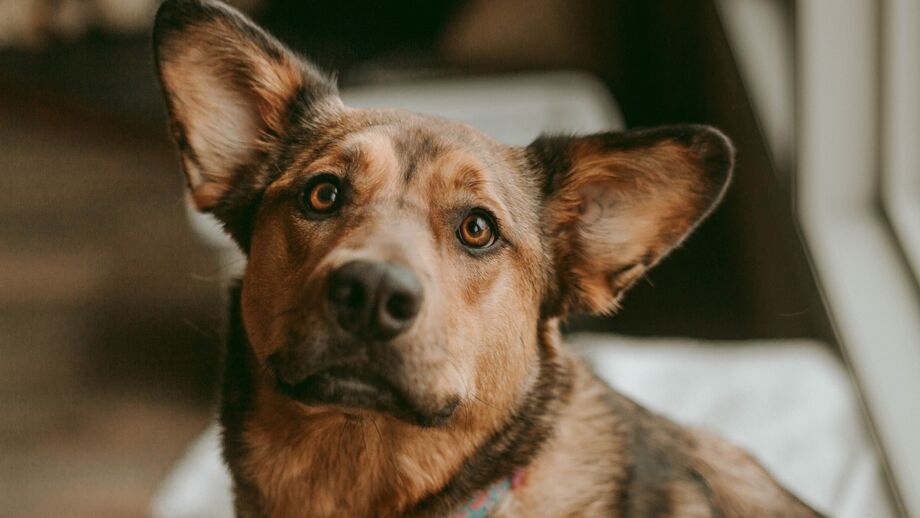 É verdade que os cães veem a preto e branco? Vamos desvendar este mistério!