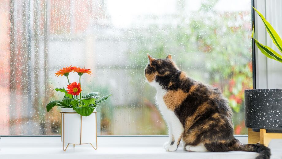 Outono não é sinónimo de tédio. Ajude o seu gato a manter-se ativo dentro de casa