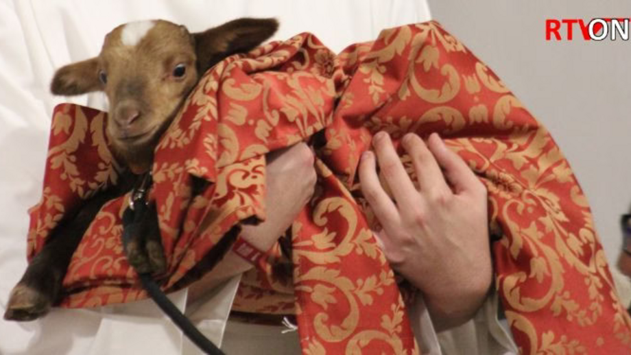 Padre de Torres Vedras foi surpreendido no aniversário... com uma ovelha