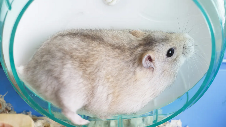 Roda de exercício para hamster promove bem-estar psicológico