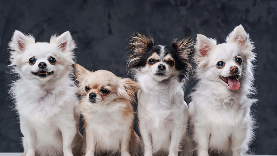 Cães pequenos, grandes desafios. 6 problemas de saúde a ter em conta