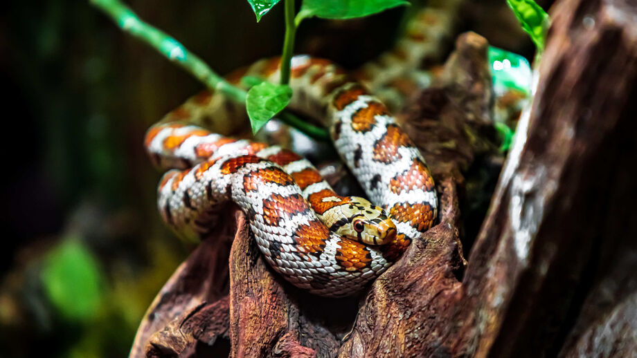 Mudança de pele: que cuidados deve ter com o seu réptil de estimação?
