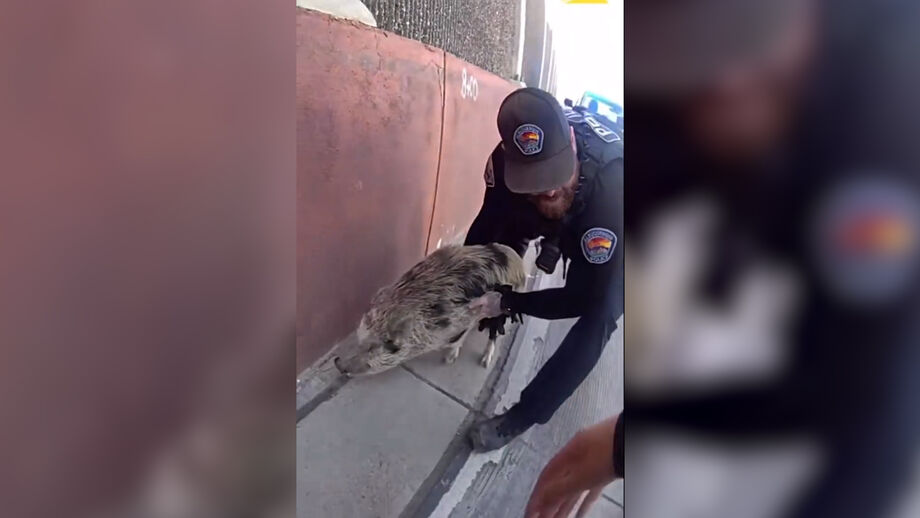 Alguns minutos a desviar-se de carros e agentes