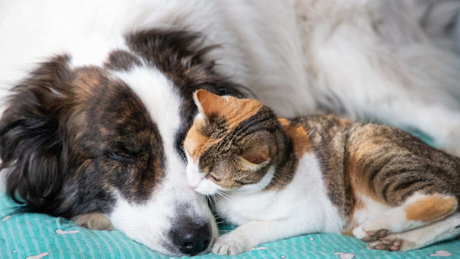 + info da área Estamos oficialmente na estação da sesta! Veja como o frio afeta o sono dos nossos patudos