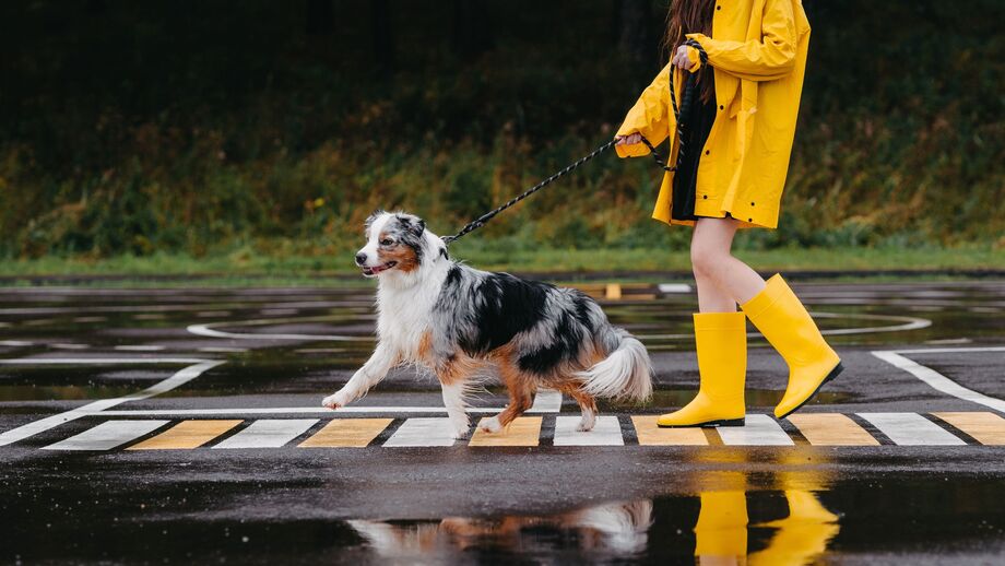 Poças à vista! Como proteger o pelo e as patas do seu cão nos dias de chuva