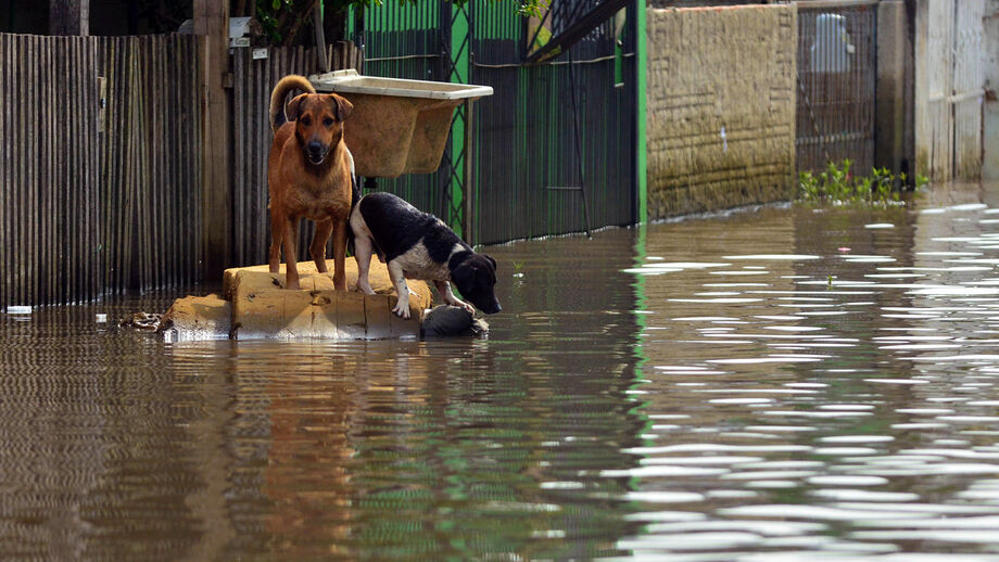Tempestades e cheias andam de mãos dadas. Siga estas dicas para proteger os seus animais
