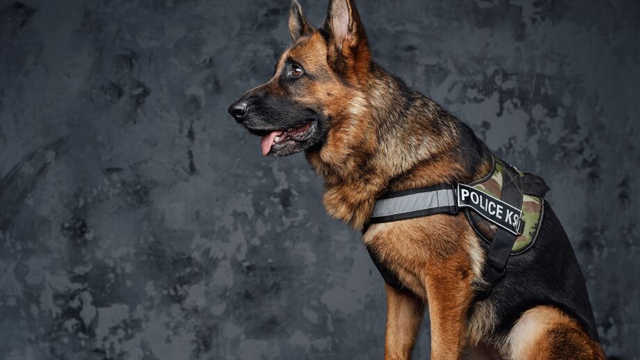 Projeto "Adota Cães Heróis" ajuda PSP a encontrar famílias para cães-polícia reformados