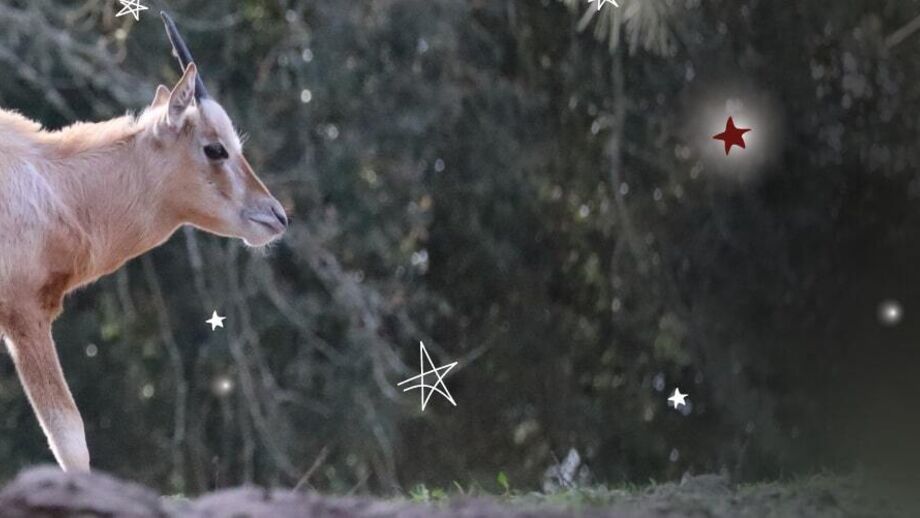 Um milagre de Natal! Conheça o Rudolfo, a cria de órix que está a encantar os visitantes do Badoca