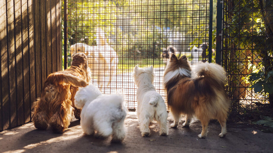 Vai para fora no Natal e Ano Novo? Temos 4 dicas para escolher o hotel certo para o seu animal