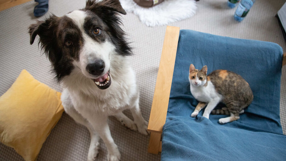 Registo eletrónico de animais ganha reforço de 300 mil euros no Orçamento de Estado