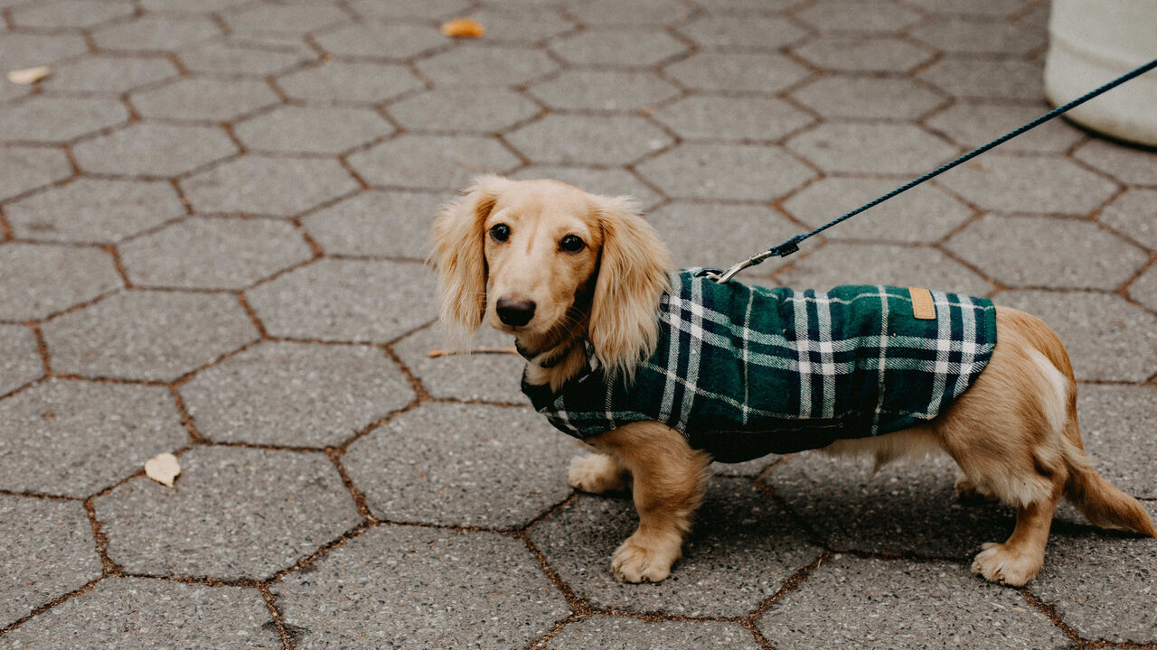 Moda ou proteção? Tudo sobre a roupa para cães e gatos no inverno