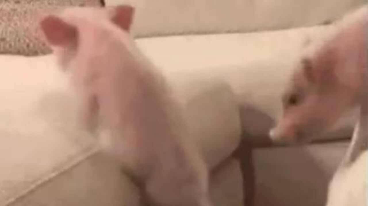 «Vice de novo»: Flamengo provoca Palmeiras com vídeo de porcos bebés a tentarem... subir um sofá