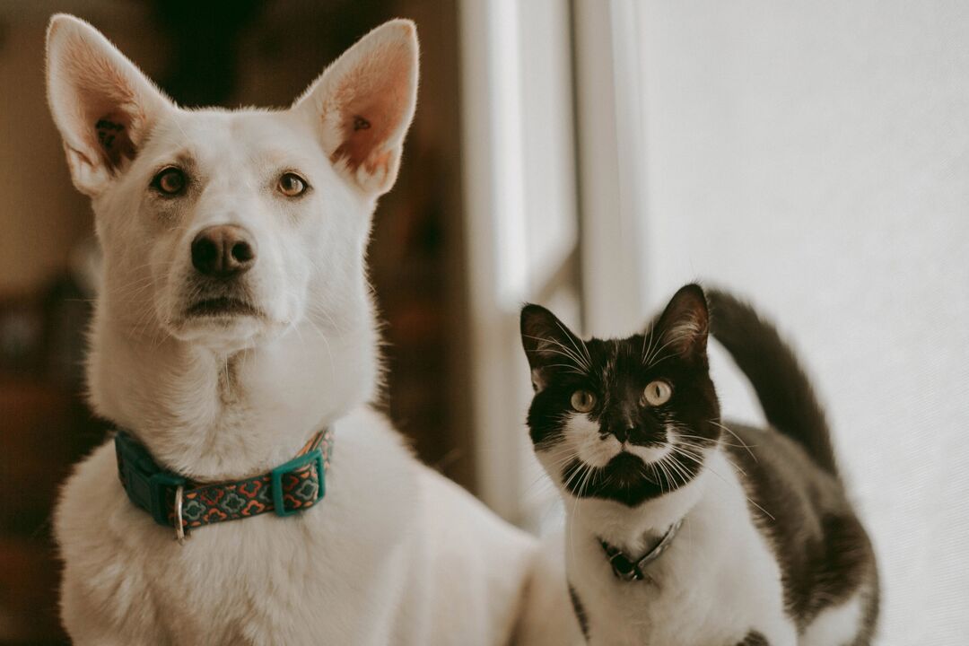 É o fim do "anonimato" dos patudos: UE aprova novas regras para bem-estar e rastreabilidade de cães e gatos