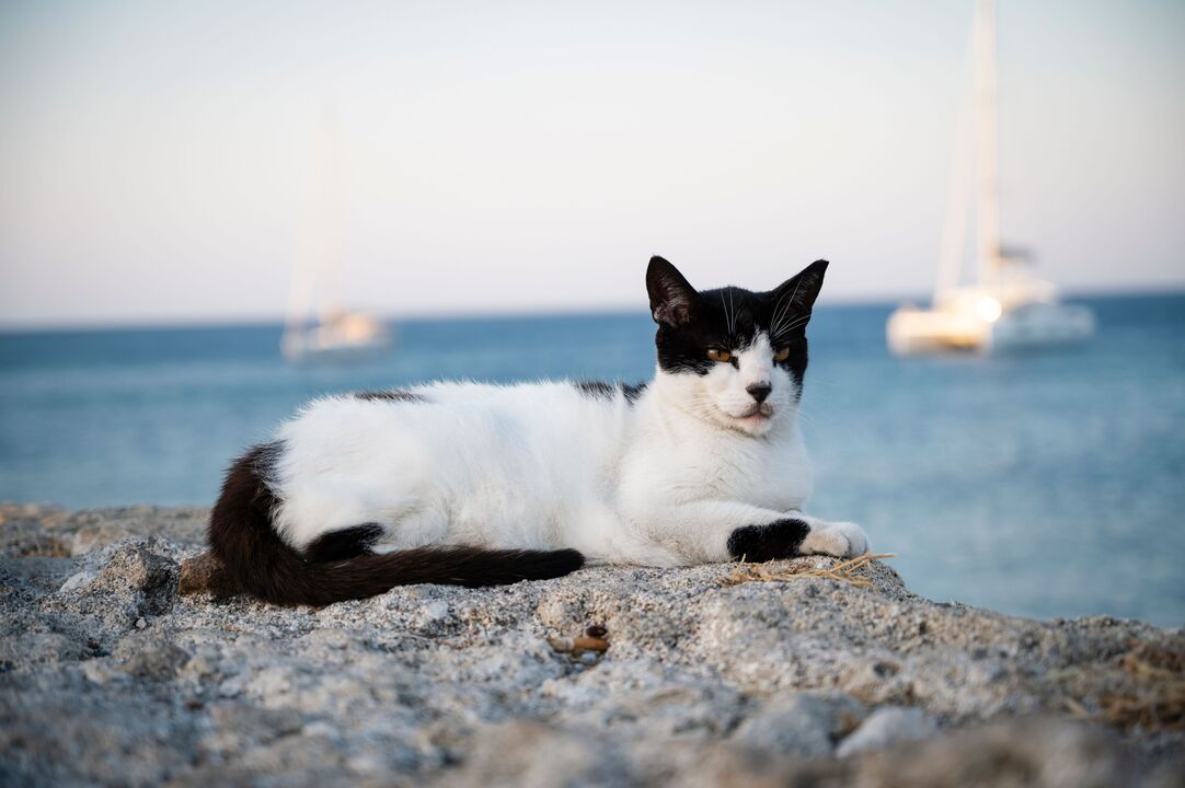 Quer mudar de vida? Um santuário na Grécia procura um cuidador para 55 gatos com alojamento incluído