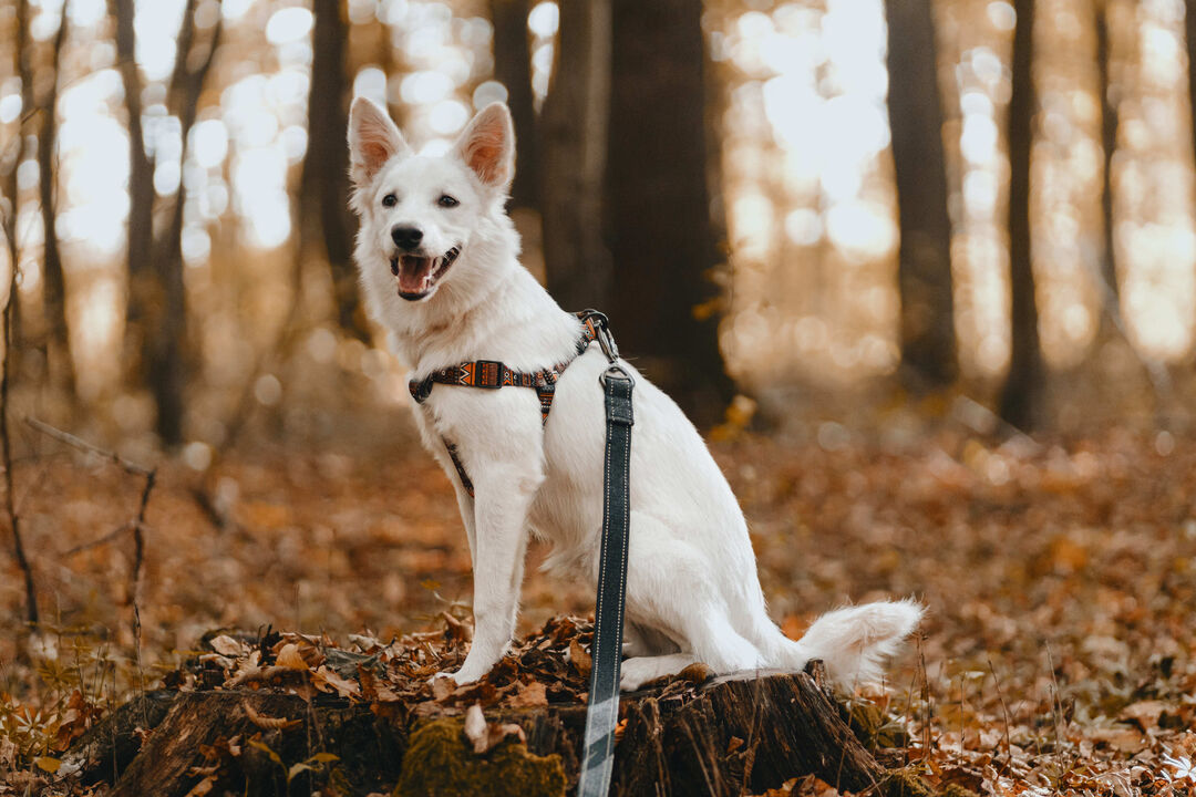 Trilhos, trelas e muitas patas. A cão-minhada está de volta a Oeiras! 