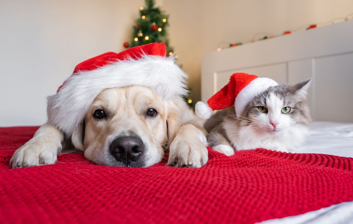 Um animal não é um presente de Natal. Porque deve evitar adoções por impulso durante esta época