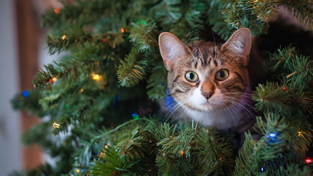 A sua casa já está decorada para o Natal? Temos 5 dicas para evitar acidentes com os patudos da família