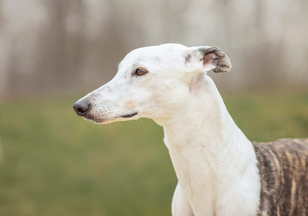 Quanto mais claro o pelo, maior o risco. Como reconhecer e prevenir o cancro de pele em cães e gatos?
