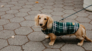 Moda ou proteção? Tudo o que precisa de saber sobre a roupa para cães e gatos no inverno