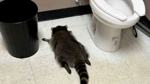 Guaxinim invade loja de bebidas, fica alcoolizado e é encontrado inconsciente