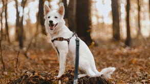 Trilhos, trelas e muitas patas. A cão-minhada está de volta a Oeiras! 