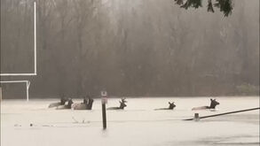 Vídeo mostra alces a atravessar campo de futebol totalmente alagado nos EUA