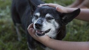 Velhotes, mas com muito amor para dar. Proteja as articulações dos seus patudos no inverno