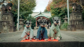 Celebração de quatro patas! Festival tradicional japonês é reinventado para cães em quimono
