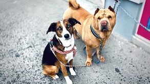 Câmara Municipal de Lisboa alerta para burla com animais desaparecidos