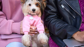 Louis Vuitton, DOGUE e Adidas: 2025 foi o ano em que as marcas se renderam aos patudos