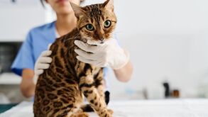 Já fez o check-up anual do seu animal de estimação? É mais importante do que imagina