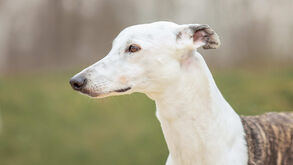 Quanto mais claro o pelo, maior o risco. Como reconhecer e prevenir o cancro de pele em cães e gatos?