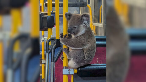 Coala apanhado a passear de autocarro na Austrália