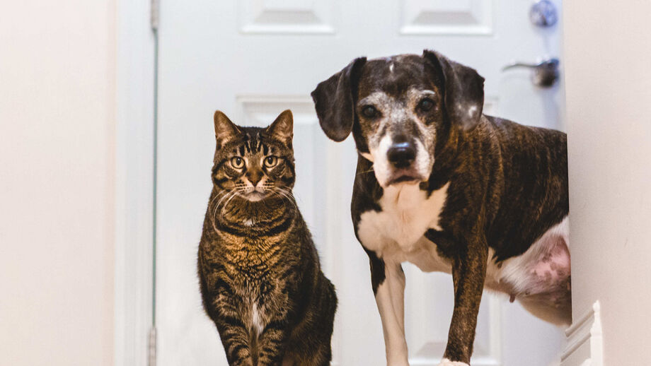 O seu cão ou gato foi esterilizado? Estes são os cuidados que deve ter em conta