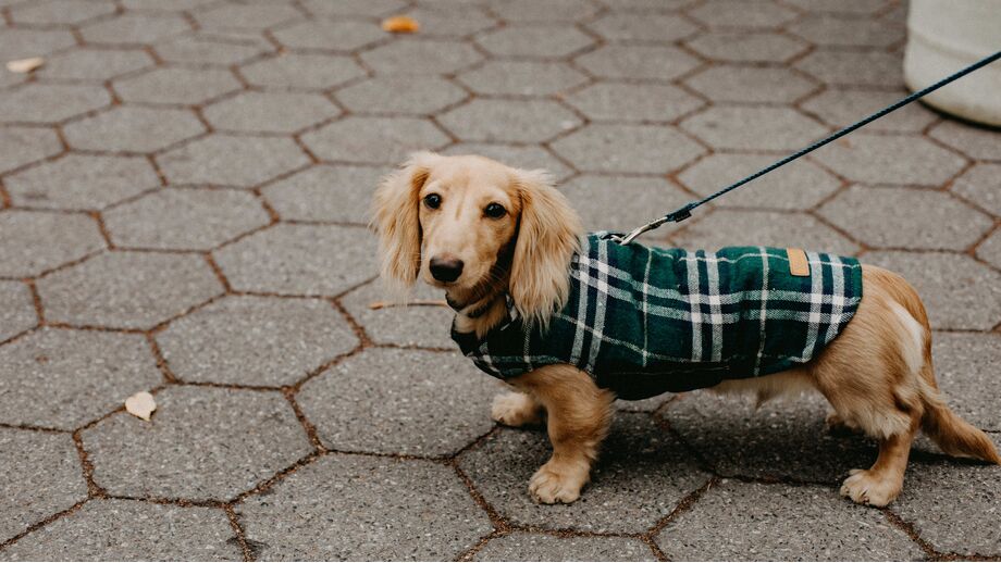 Moda ou proteção? Tudo sobre a roupa para cães e gatos no inverno