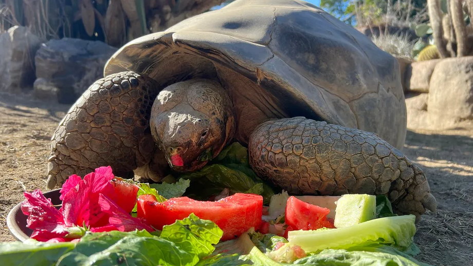 Adeus a Gramma, a tartaruga centenária que fez história no zoo de San Diego